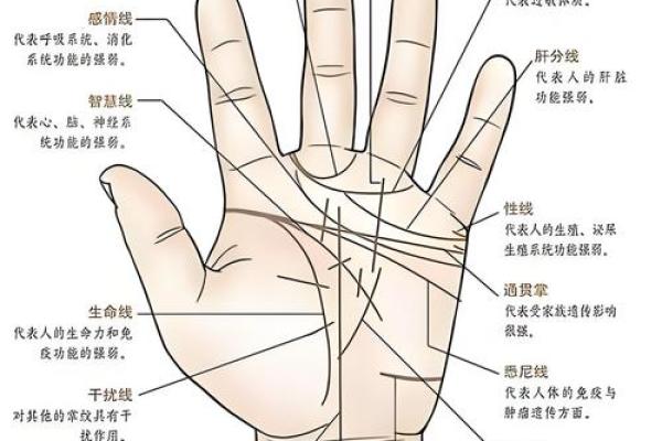 凯帝阿手相算命图解大全04
