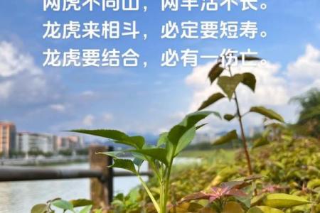 千万要避免的风水禁忌：青龙怕臭、白虎怕吵！