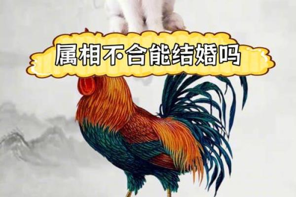 合八字属鸡和属猪的适合做夫妻吗