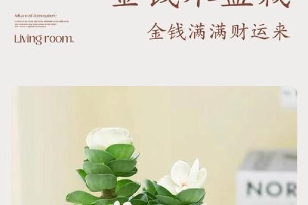 金钱木 风水