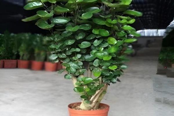 金钱木 风水