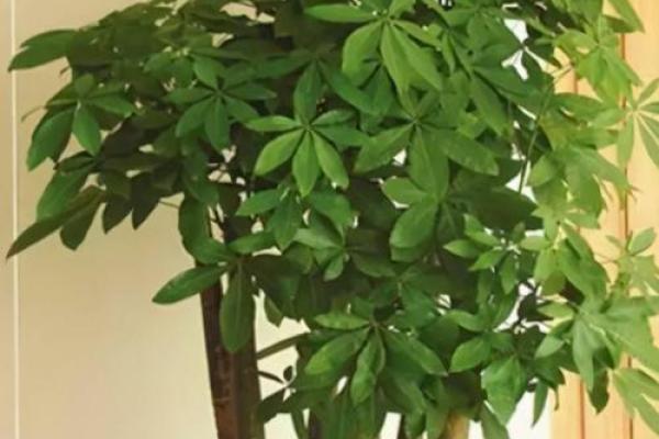园林风水_家居养花有哪些禁忌