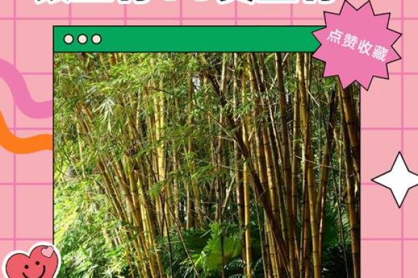 家庭风水家里种黄金竹好吗招财聚宝