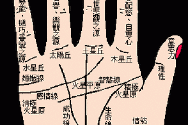 看手纹测命运图解 手相学图解算命大全
