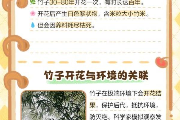 风水竹子开花意味着有灾祸发生吗