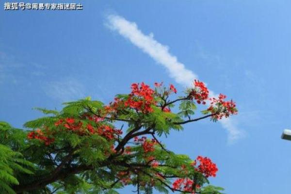指迷居士算命吧,网络上算命居士可靠吗