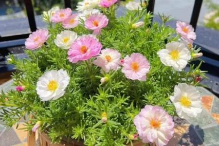 风水一年四季都不死的花都有哪些类型