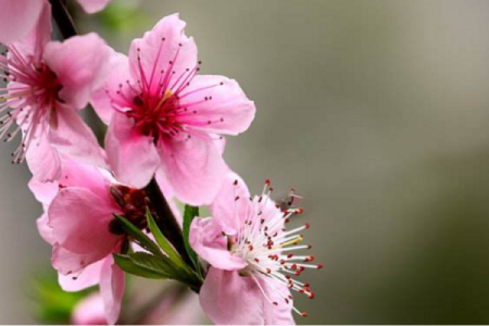 先生你家风水招桃花 先生你家风水招桃花TXT