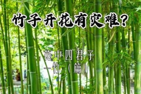 风水竹子开花意味着有灾祸发生吗