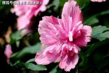 指迷居士算命吧,网络上算命居士可靠吗