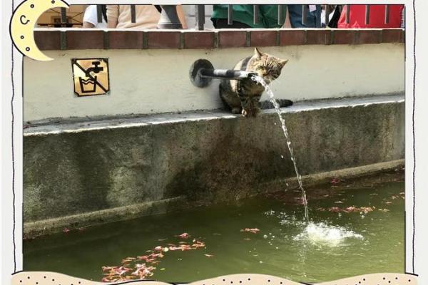 猫山下的房子风水