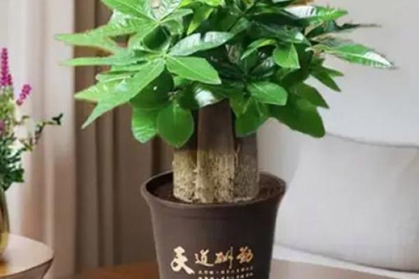 公司摆放风水禁忌 摆放什么植物可以招财