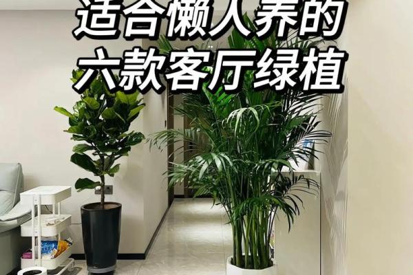 客厅植物摆放风水也有讲究 这些你都了解吗