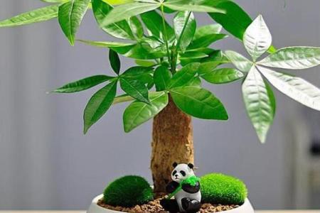 公司摆放风水禁忌 摆放什么植物可以招财