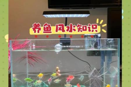 养鱼的喜忌：家庭养鱼风水讲究
