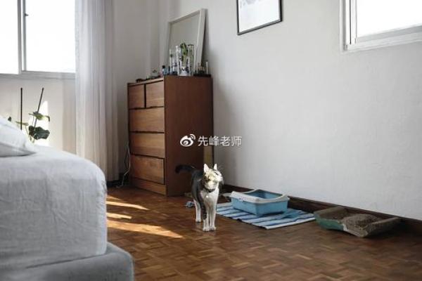 风水：家中这方位不宜安置宠物