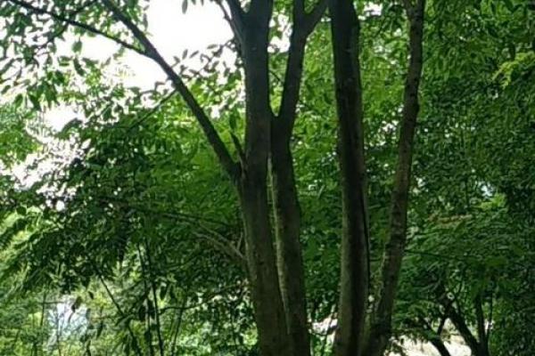 风水的树_大叶榕是吉树还是凶树