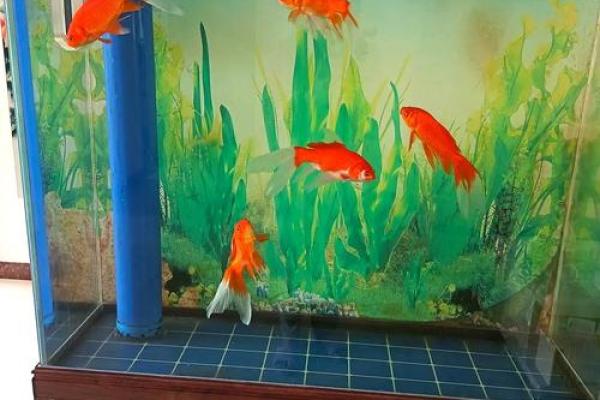鱼缸里随便养几条鱼就算是风水鱼吗？