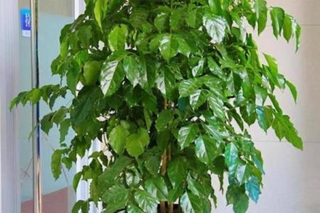 家庭绿植风水 家庭绿植风水好