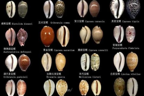 哪种贝壳风水作用