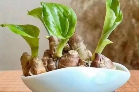 种生姜 风水
