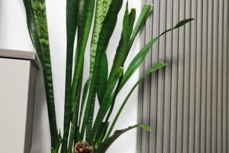 阳台植物摆放旺财风水