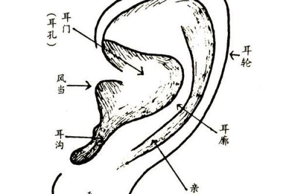 耳朵面相算命