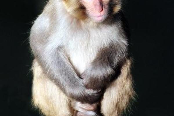 男猴女兔差7岁相配吗 真人在线算命婚姻