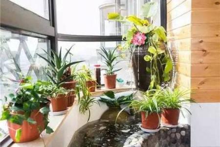 楼顶养鱼 风水