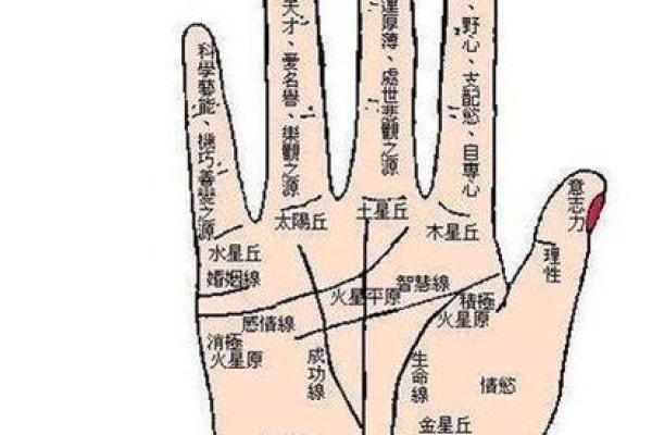女手相算命图解