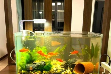 二楼养鱼风水