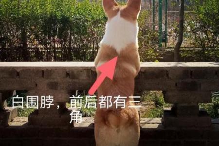 狗八字腿