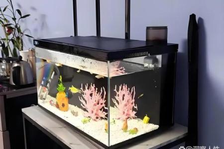 在鱼缸里盖房子好不好风水