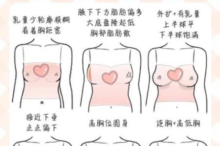 八字胸型