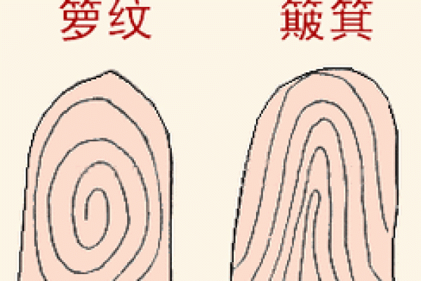 指纹算命 十指指纹算命查询