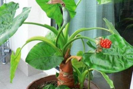 家里能养水观音吗吉凶如何