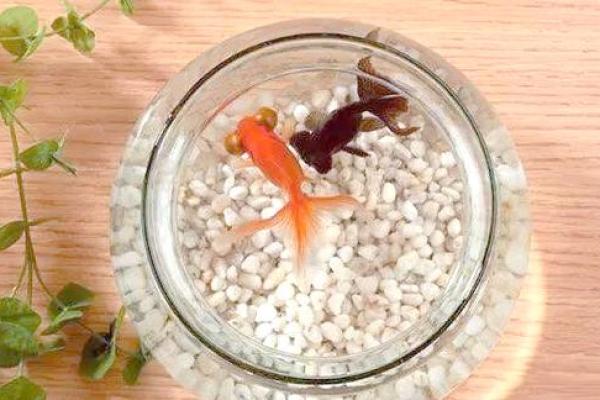 金鱼缸风水尾数功能鱼算不