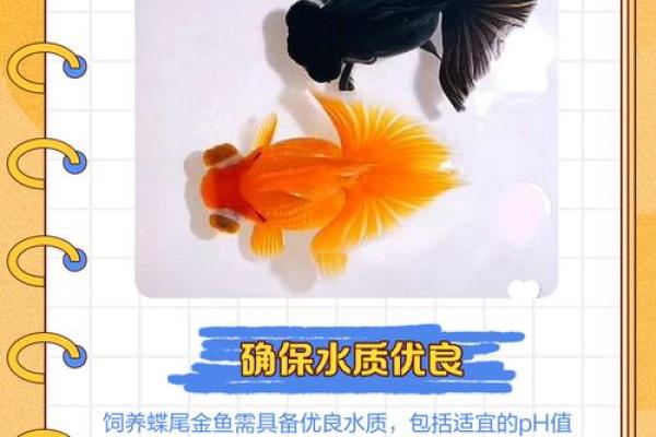 金鱼缸风水尾数功能鱼算不