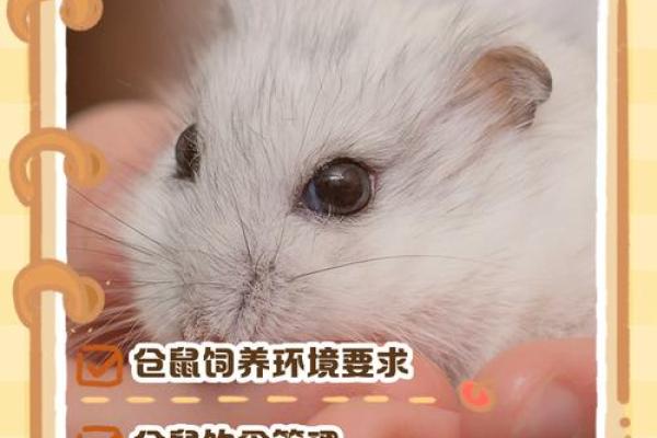 家里养仓鼠对风水好吗