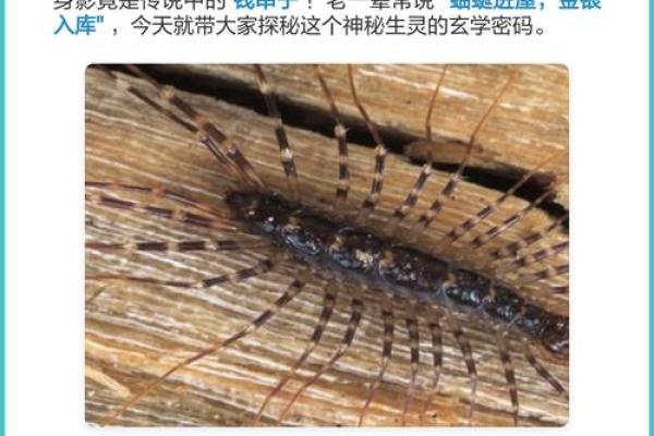 蚰蜒风水之说