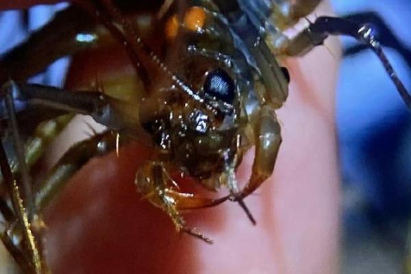 蚰蜒风水之说