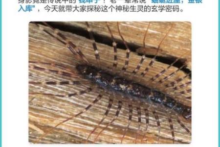 蚰蜒风水之说