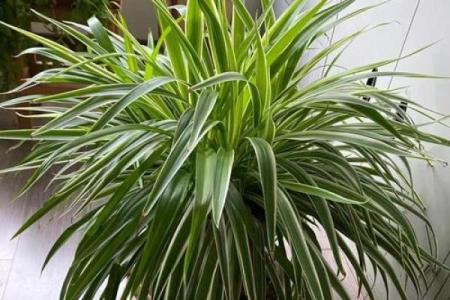 花放窗台风水