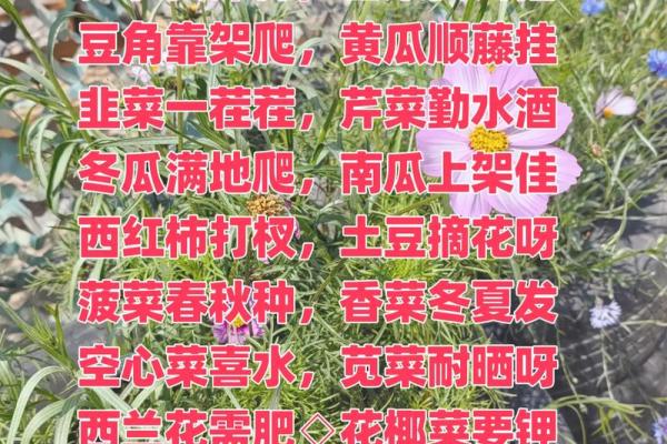 房子周围种菜有风水讲究吗