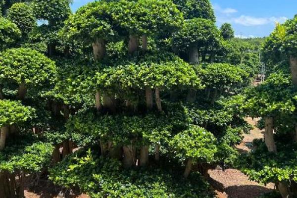 四大镇宅之树 镇宅植物风水