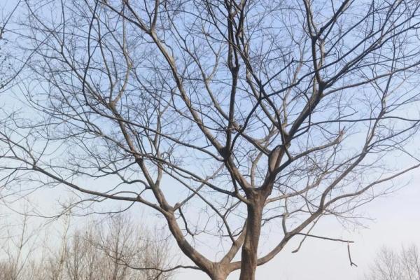 风水财运门前种树也不要种这三棵树禁忌