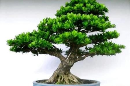 四大镇宅之树 镇宅植物风水