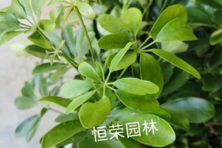 风水财运门前种树也不要种这三棵树禁忌