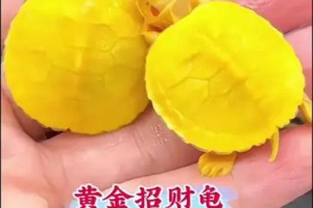 风水招财龟怎么养 养招财龟的好处