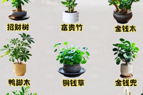 办公室养什么花风水最好适合摆放